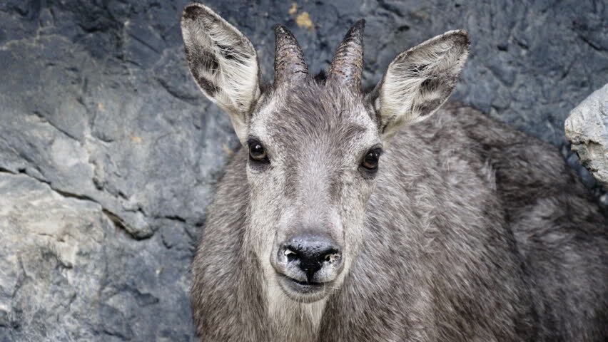 Амурский горал - Nemorhaedus caudatus (raddeanus)Heude, 1894 