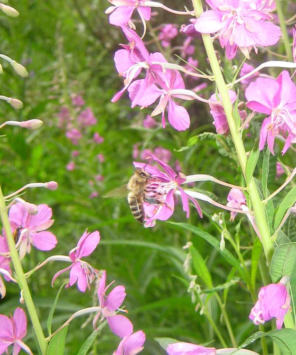 (с) все фото мои