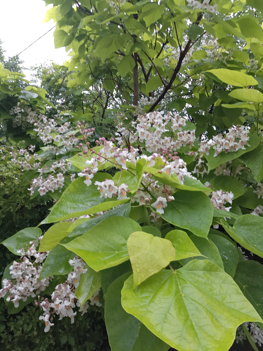 Катальпа в подмосковье. Катальпа бигнониевидная (Catalpa bignonioides). Катальпа обыкновенная. Катальпа дарахти. Катальпа дерево.