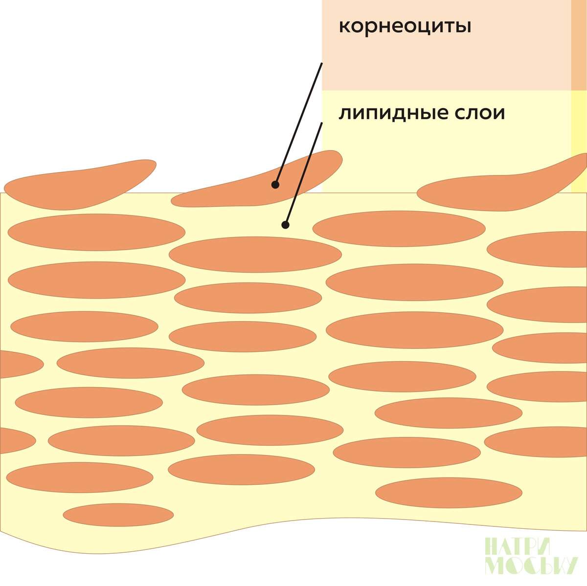 Под копны волос проникнет ли удары