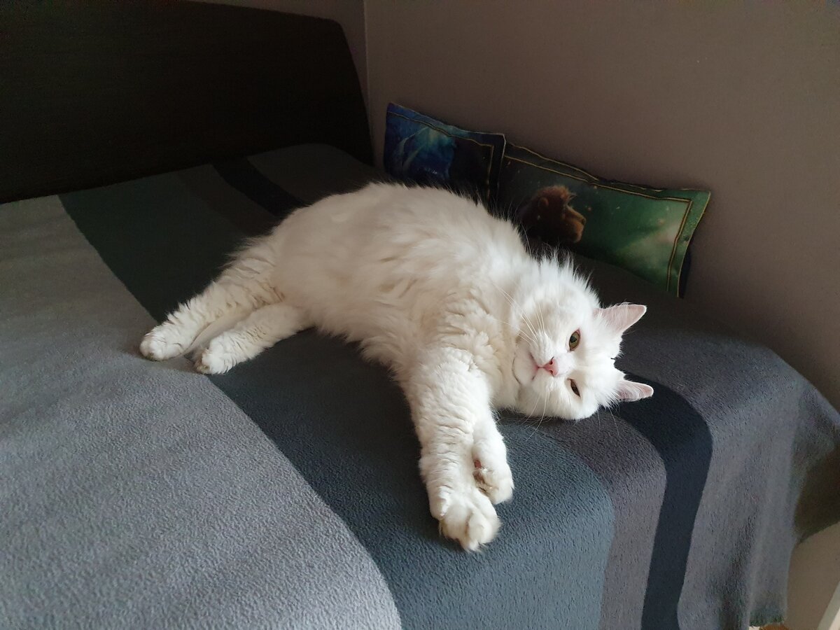 Потянуться после насыщенной снами ночью - верное дело!