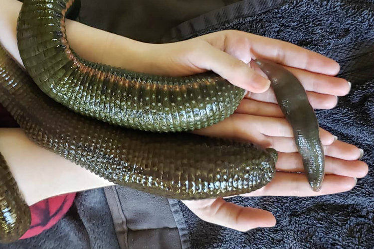 Фото: Instagram / @ariawesomeness