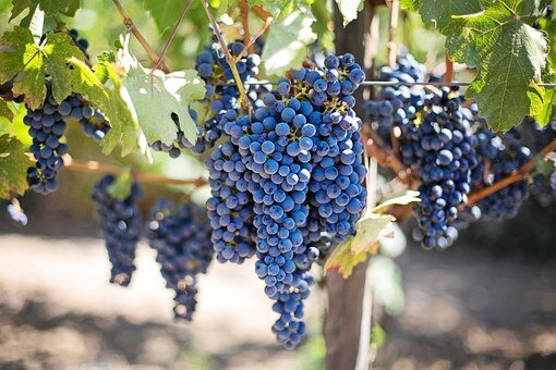 https://cdn.pixabay.com/photo/2014/12/02/03/11/purple-grapes-553464__340.jpg