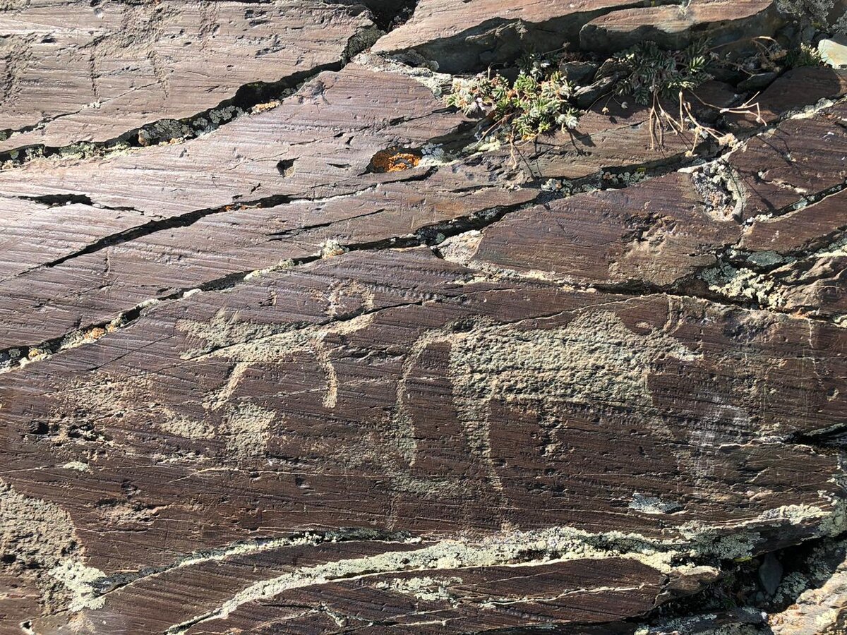 Петроглиф животные