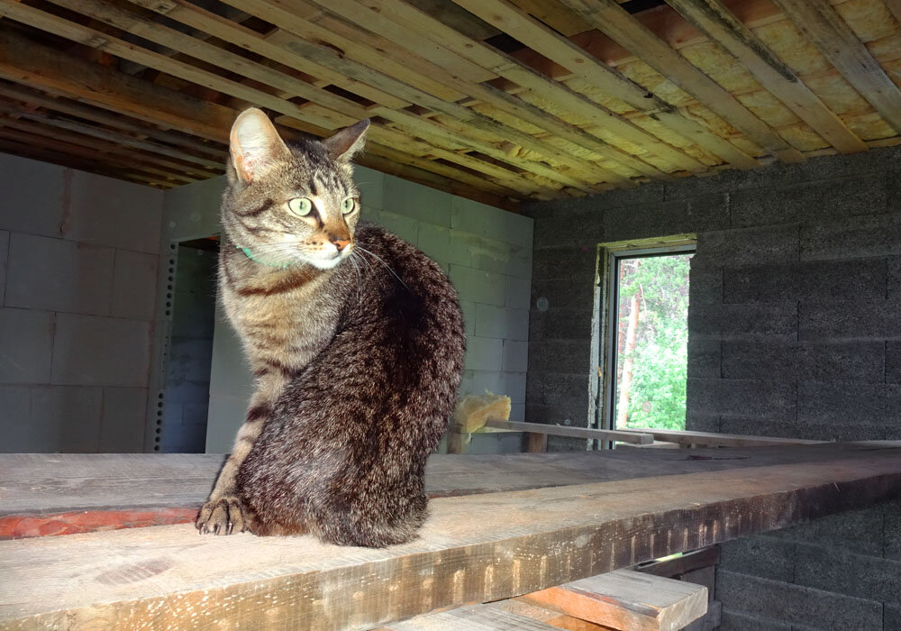 Пока бездомная, но уже не чужая