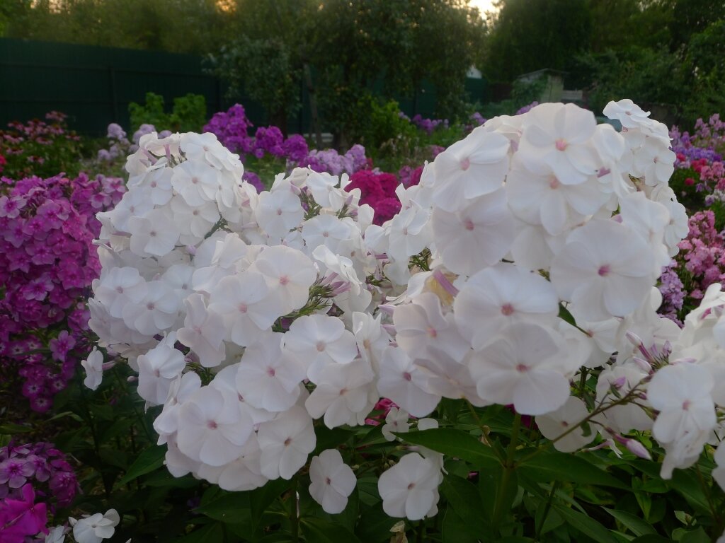 Сад флоксов анны калугиной каталог. Флокс Ливадия. Сад флоксов Анны Калугиной. Флоксы Калугиной. Флоксы Анны Калугиной.