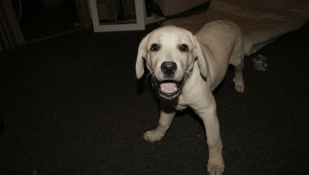 Джолька в щенячестве!) 4 фото.