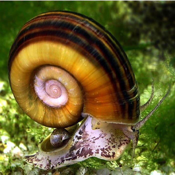 Фото с Яндекс картинки