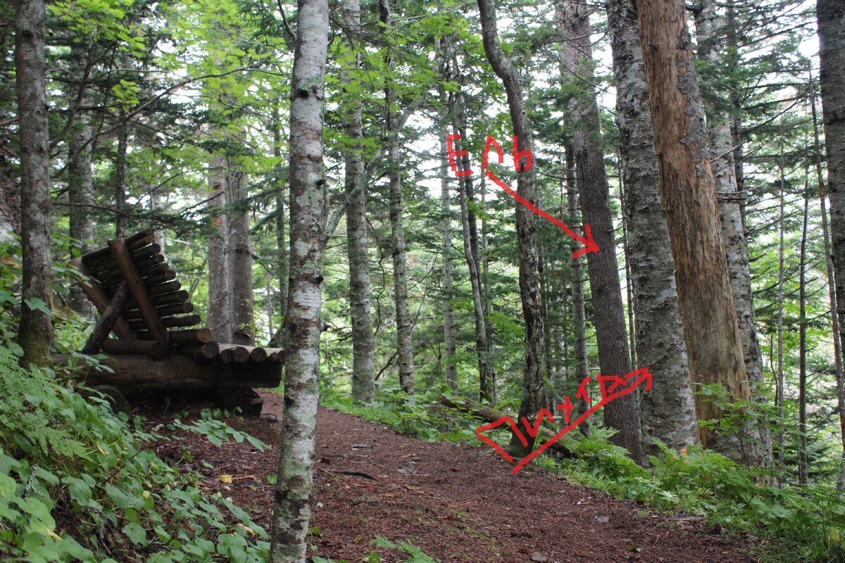 Скамейка с видом на Ель и Пихту)