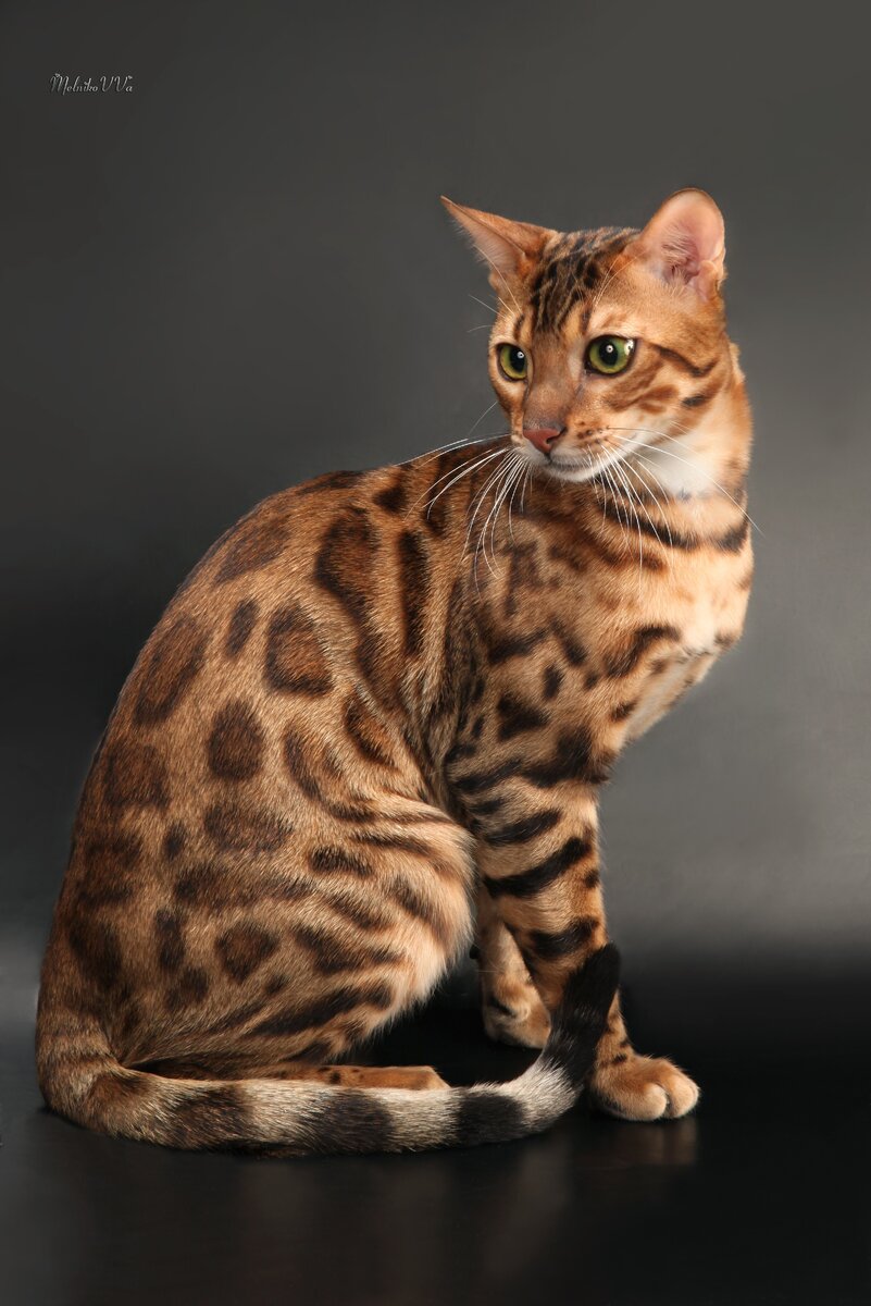 Бенгальская кошка 