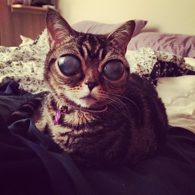Кошка с самыми большими глазами