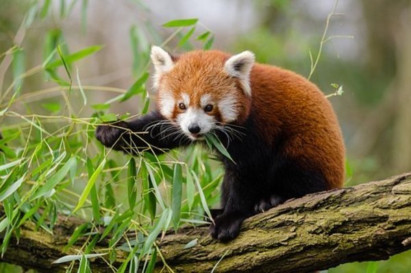 Красная панда. Источник: https://pixabay.com/photos/animal-red-panda-branch-cute-1852789/