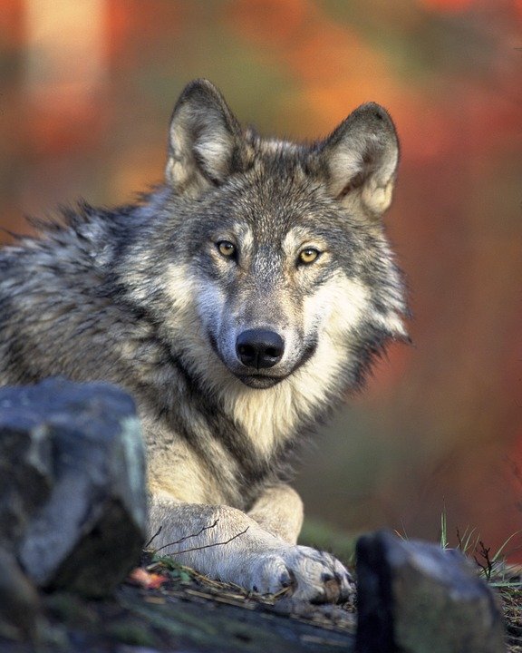 Источник: https://cdn.pixabay.com/photo/2012/10/25/23/52/wolf-62898_960_720.jpg