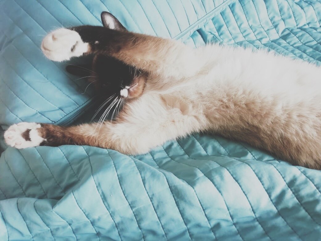 Кот, который перестал будить по утрам!