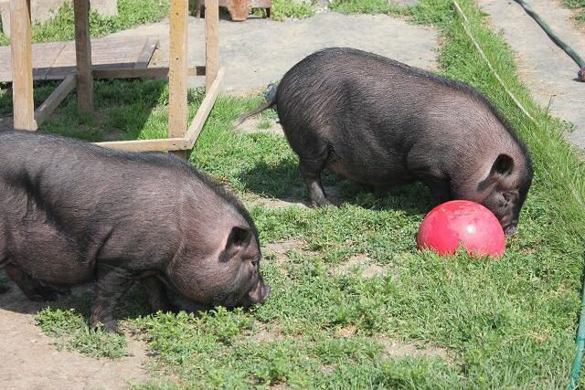 Разведение и содержание вьетнамских вислобрюхих поросят: советы и рекомендации