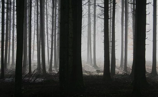 https://pixabay.com/photos/forest-trees-fog-autumn-gloomy-1529055/
