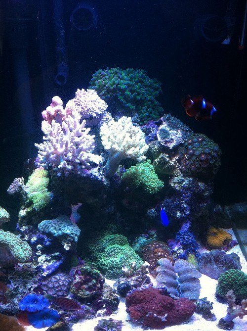 Nano-аквариум 50 литров.