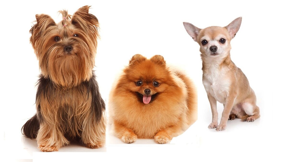 самые частые пациенты ветеринарных клиник