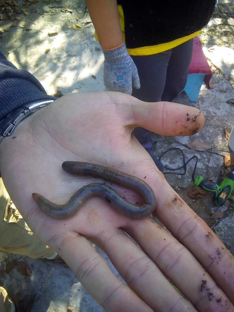 Гигантский червяк