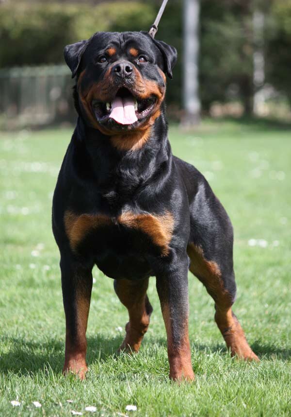 Ротвейлер