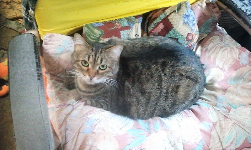 Мурка на кресле. Вот тут где-то я должна поместиться.