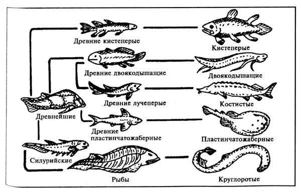 Иллюстрация из книги: Трибис, Е. Законы живой природы / Е. Трибис. – Москва : РИПОЛ КЛАССИК, 2002. – 384 с. – (Популярная библиотека самообразования)