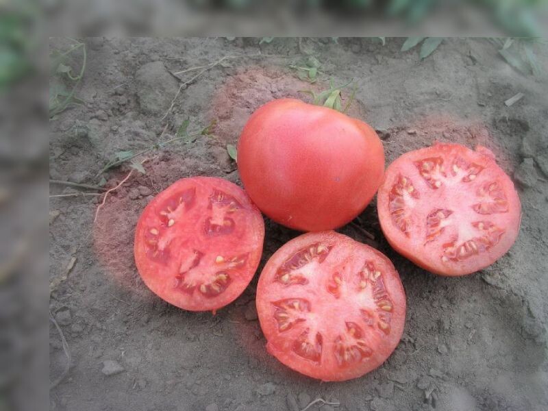 Низкорослый сорт помидора - Тарпан