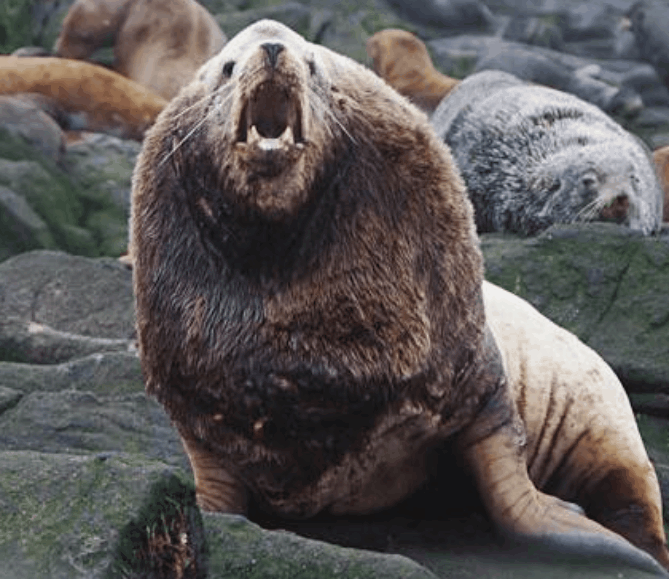 Как выглядит морской лев в разное время года