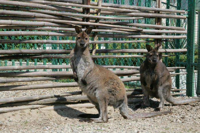 Зоопарк «Белый кенгуру»