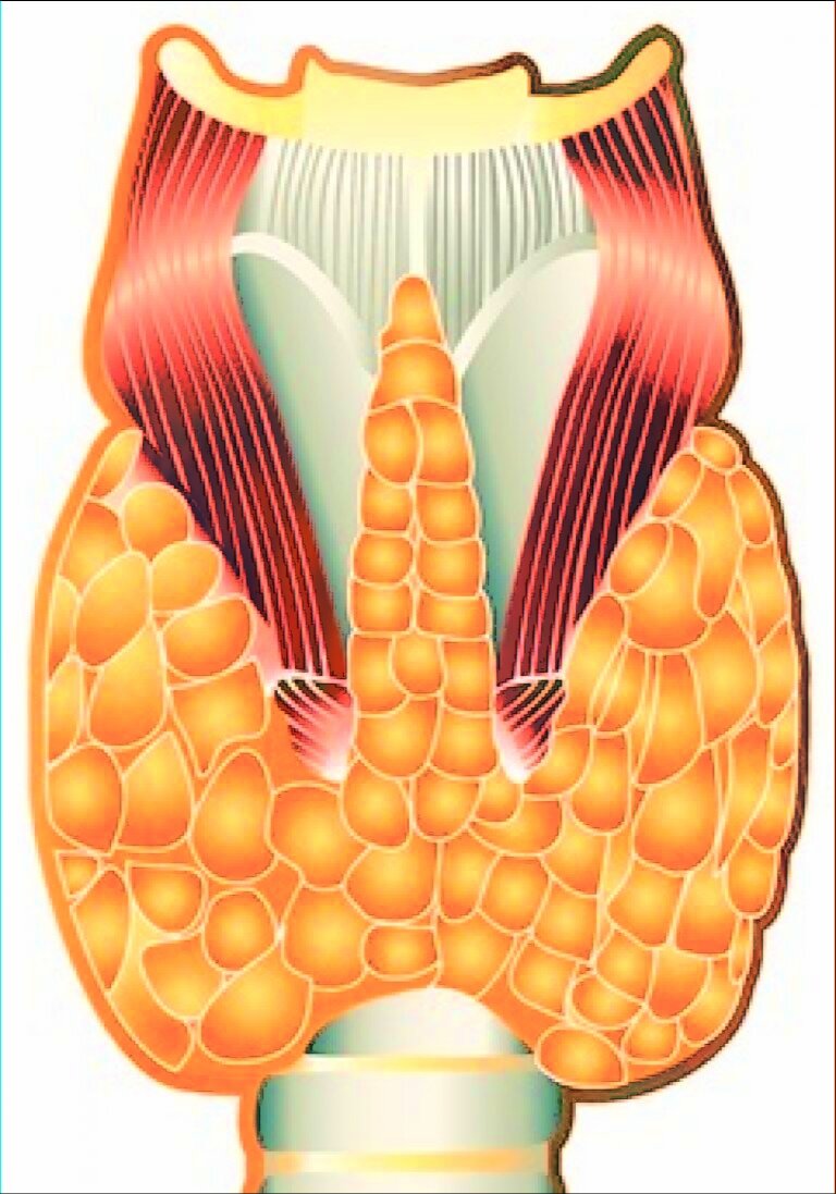 Изображение щитовидной железы