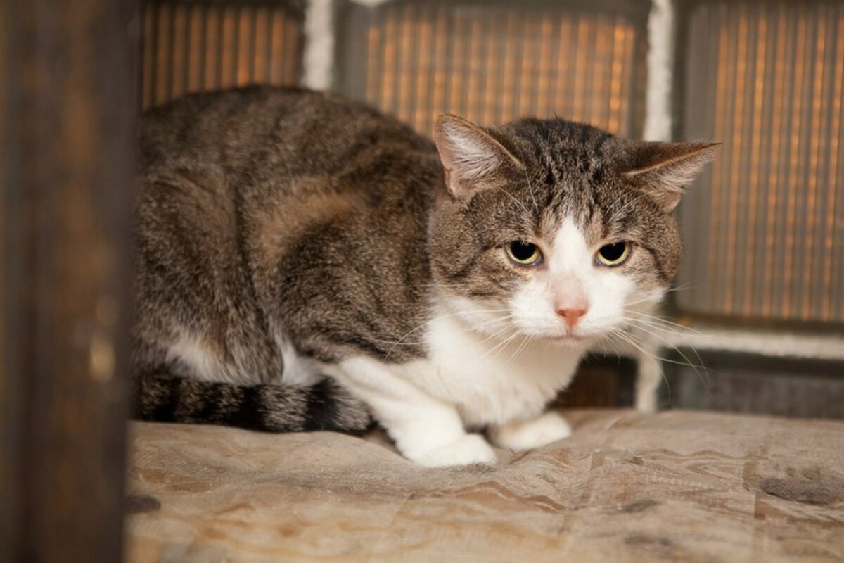 https://petlike.me/image_all/wall/17/17142/wall_17142_large.jpg