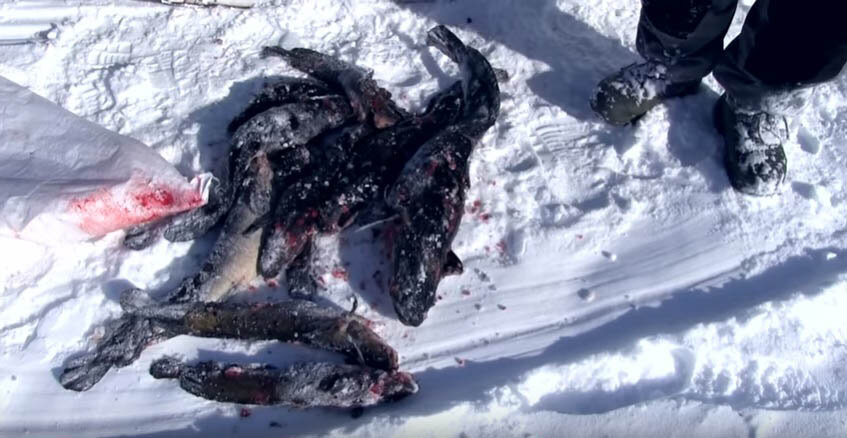 Варварски добытая рыба 