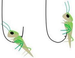 На что ловят рыбу опытные рыболовы и любители?