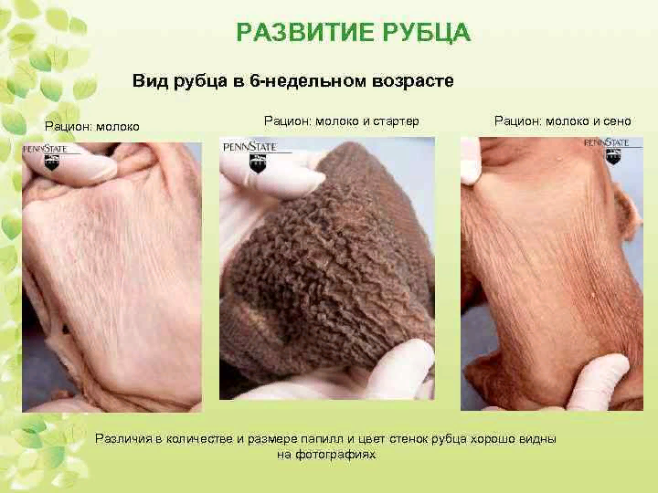 Источник: https://present5.com/osobennosti-soderzhaniya-i-kormleniya-telyat-ot-0-do/