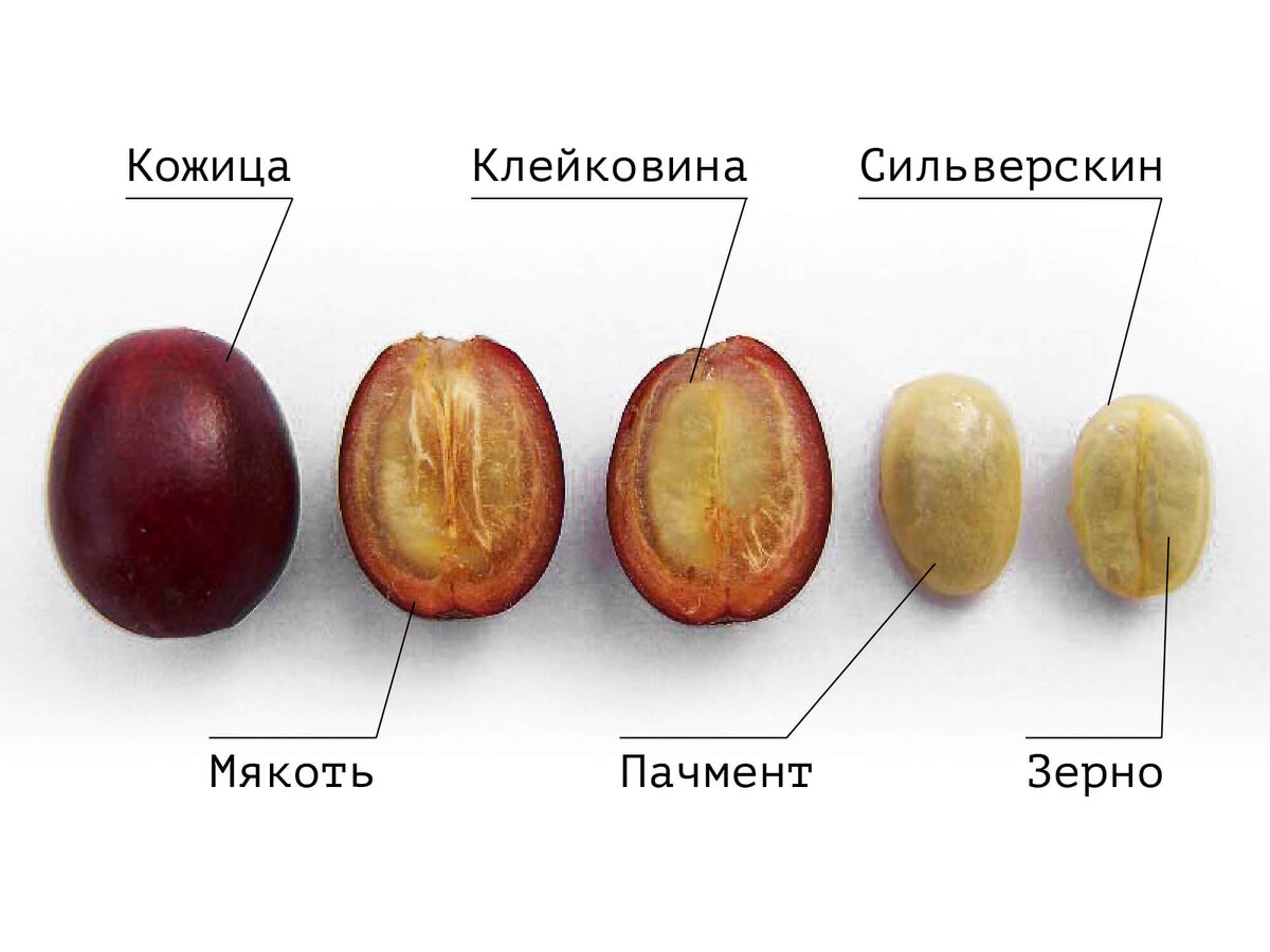 Для наглядности. Фото sibaristica.com
