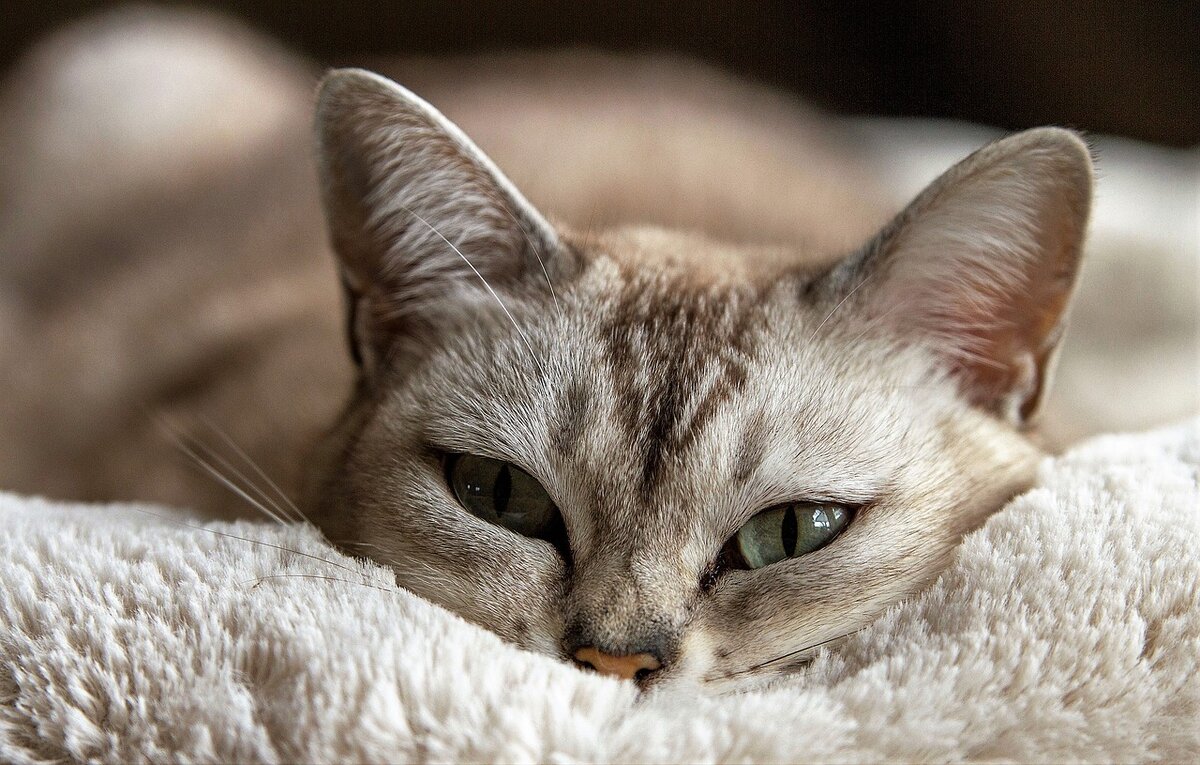 Фото  с сайта Pixabay.com
