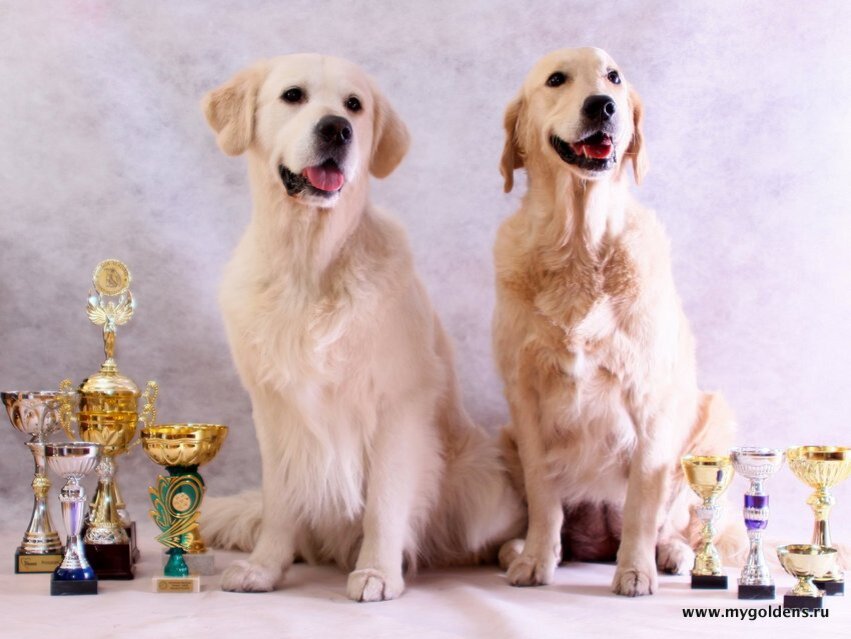 Золотистые ретриверы Этиен Конакри Кирил (кобель) и Ара Мегги Муни (сука)
