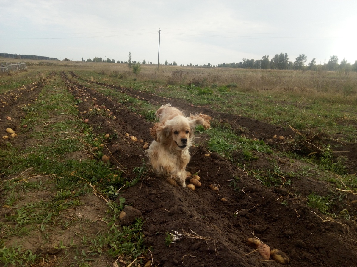 Это мы на пару с ним картошку копаем
