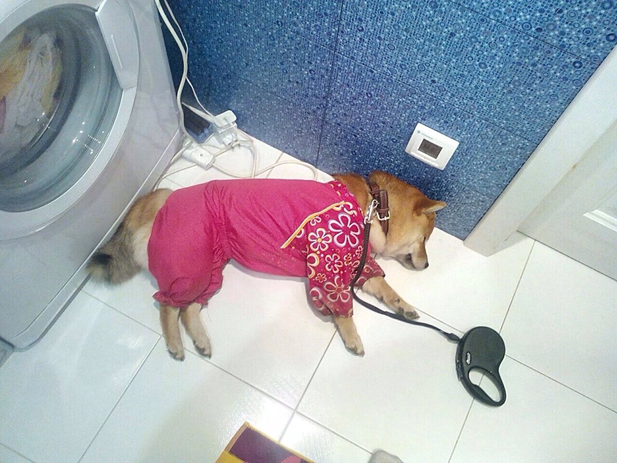 Самый несчастный пёсель