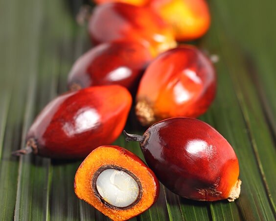 Из  плодов  масличной пальмы производят полезное масло.  