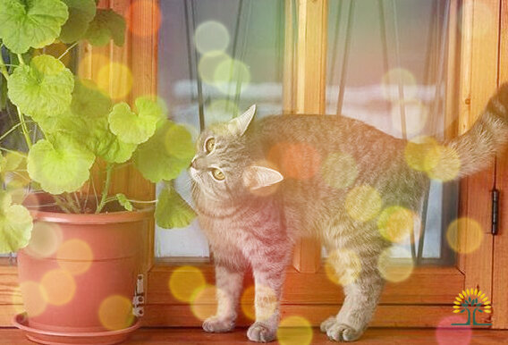 Чудо-лекарь с подоконника: эффективная терапия растениями