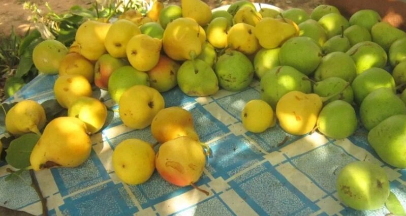 Правильный уход за деревьями