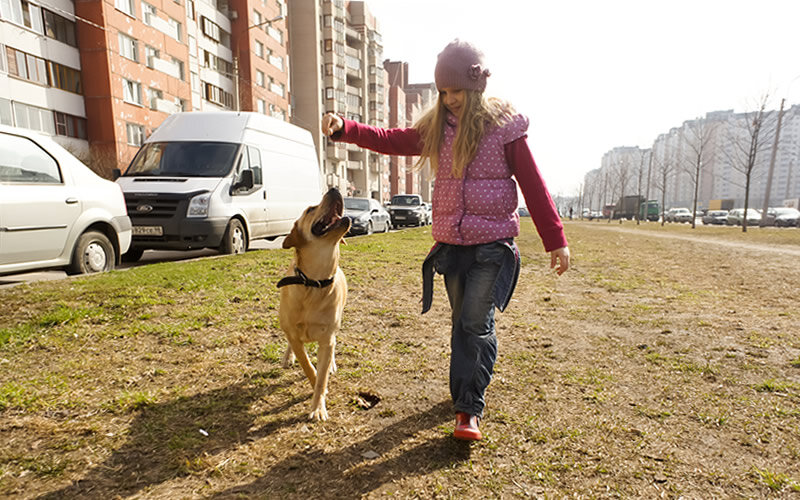Одни собаки более активные, другие- менее, но всем им нужно гулять и развиваться. Вопрос в том, как это реализовать на поводке. Фото @kinologsmirnov.ru