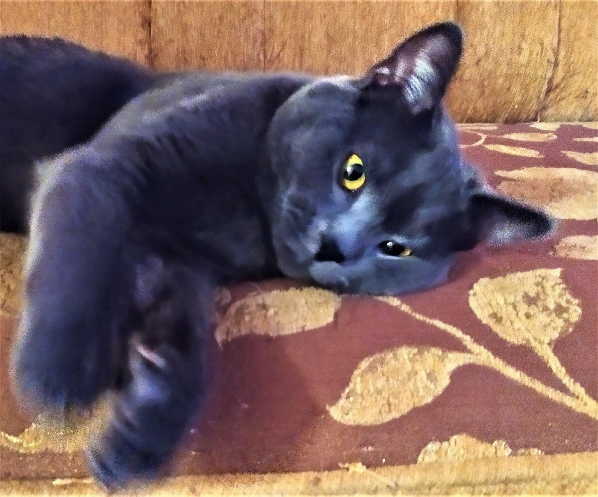 Фото из личного архива. Кот Лорд.