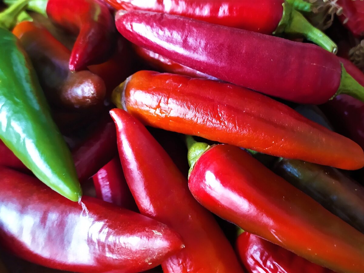 Этот богатый урожай мне удалось получить в 2019 году