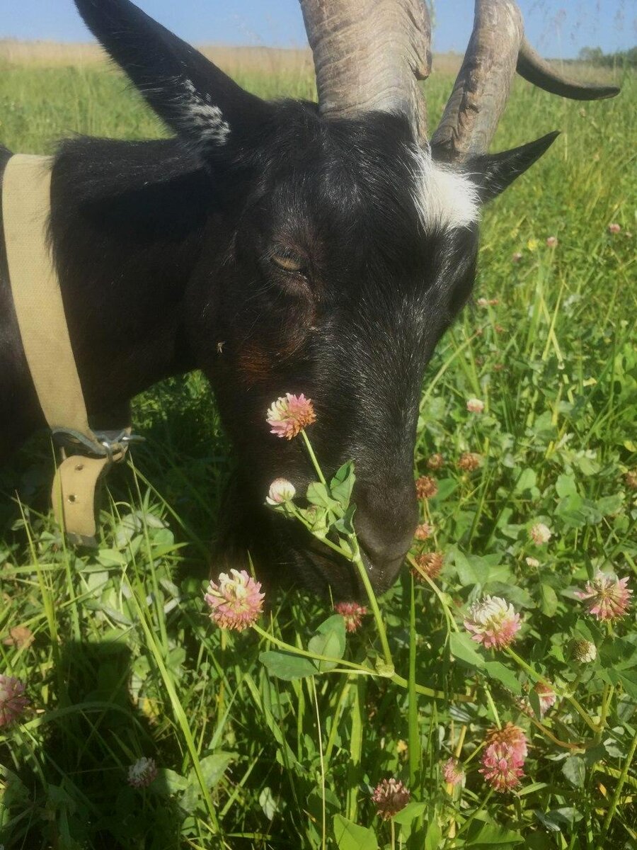 Фото авторов Ну разве можно сказать, что Марго может пойти на таран? 