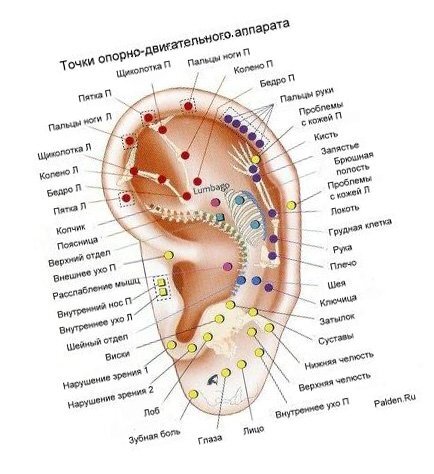 Столько важных точек на ушной раковине