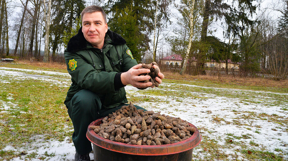 Олег ЛУГАВЦОВ проверяет качество сырья. Для приемки шишки должны быть чистыми, определенного размера, незараженными и незасмоленными.
