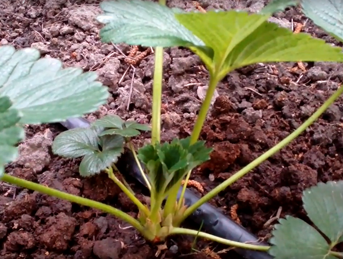 мужской куст