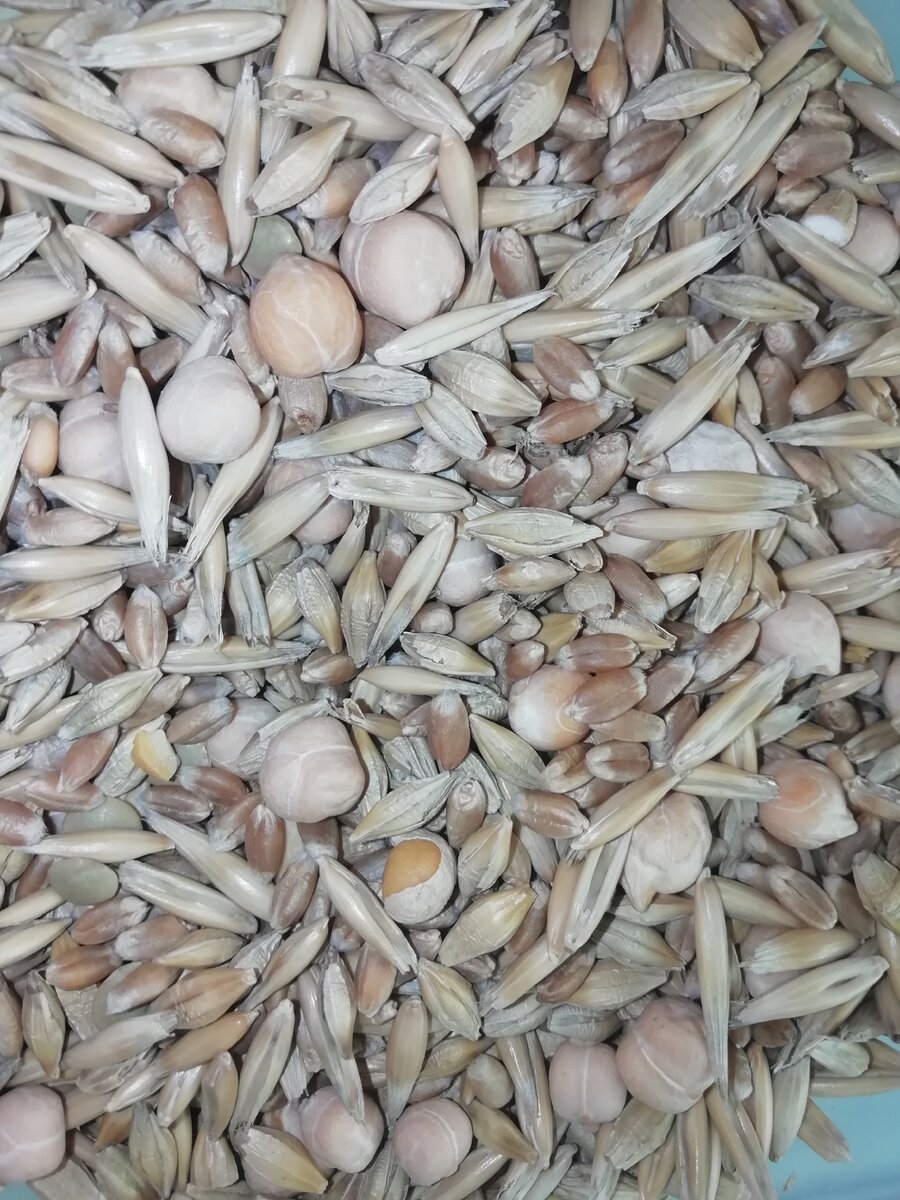 Сухие зерна и бобовые перед замачиванием (день 1).